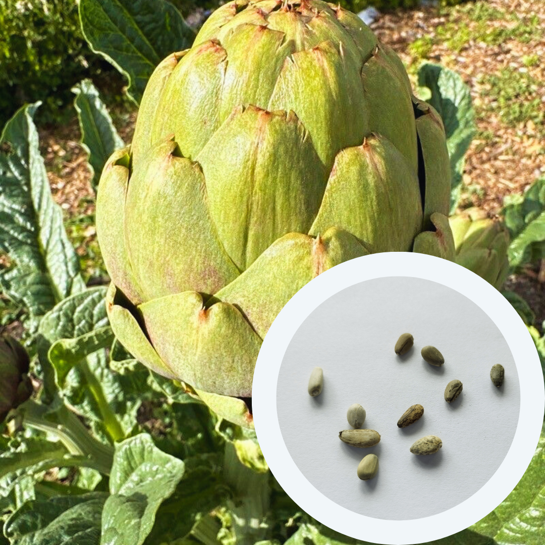 Семена Артишок Грин Глоуб 0,5 г 10 шт. зеленый (RS-00833) - фото 3 Семена Артишок Грин Глоуб 0,5 г 10 шт. зеленый (RS-00833) - фото 3