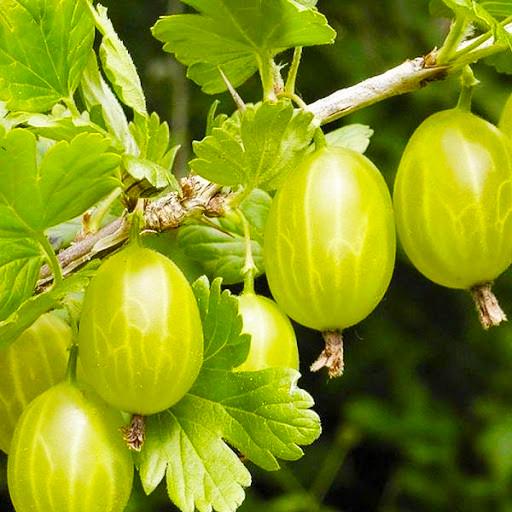 Саженцы крыжовника Источник ранний/десертный/зимоустойчивый (644534473) Саженцы крыжовника Источник ранний/десертный/зимоустойчивый (644534473)