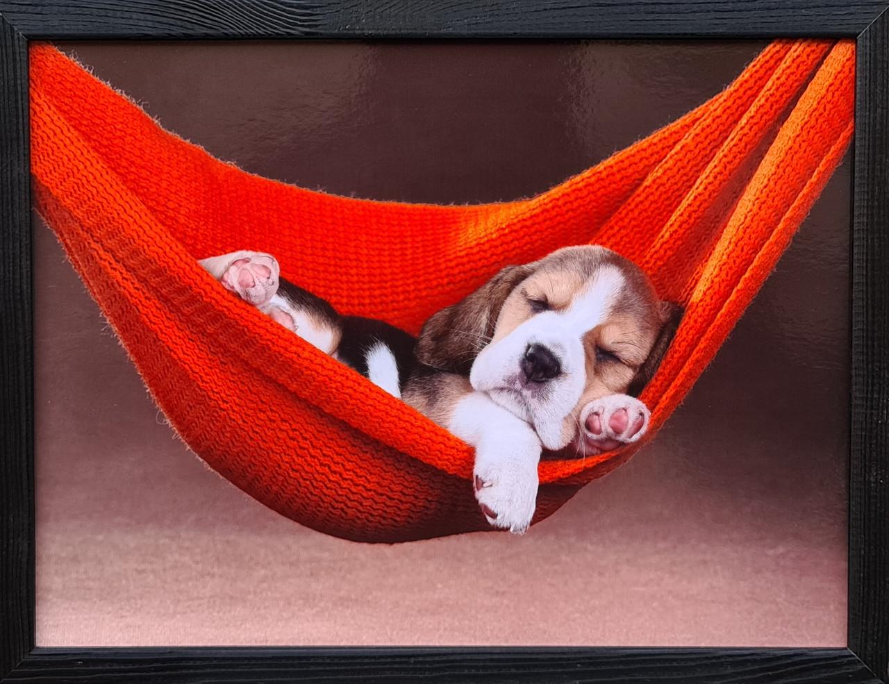 Фотокартина у дерев'яній рамі Dog 4 30х40 см (POS-3040-156)