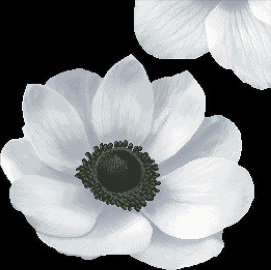 Схема картины Загадочная анемона для вышивки бисером на габардине Серый (ТК070) Схема картины Загадочная анемона для вышивки бисером на габардине Серый (ТК070)