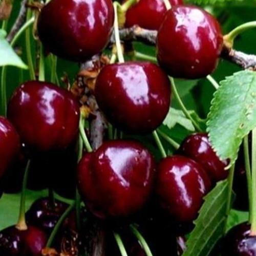 Сажанец Черешня Талисман летний сорт ранний срок созревания (25916)