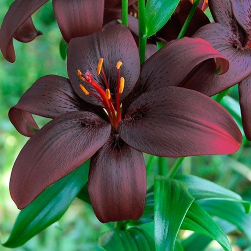 Лилия Royal Kiss Florium