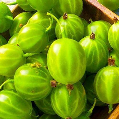 Сажанец Крыжовник Берилл средний срок созревания (46147) Сажанец Крыжовник Берилл средний срок созревания (46147)