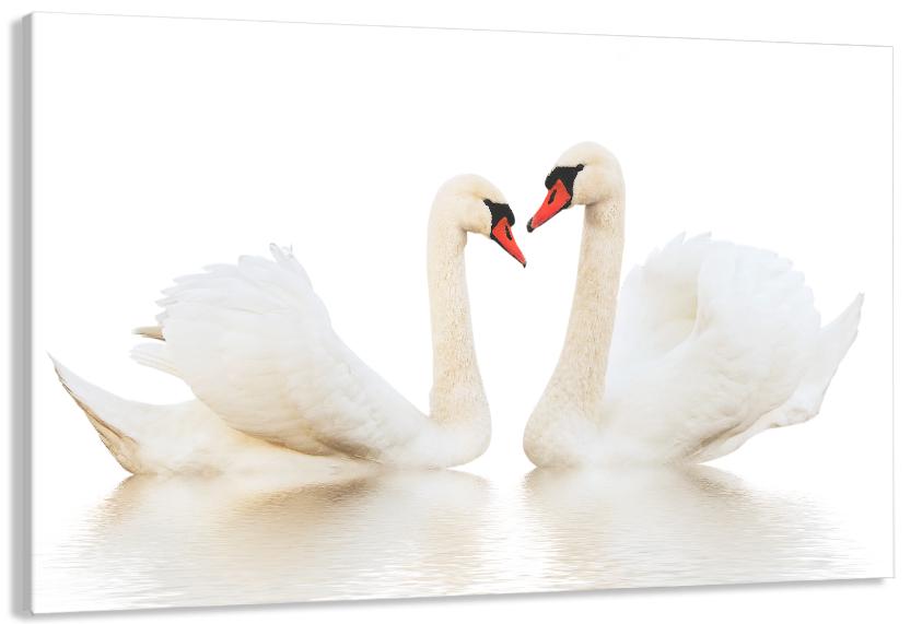 Картина на холсте в гостиную/спальню Пара лебедев 40х80 см (MLP_395)