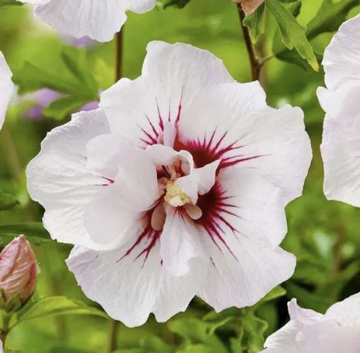 Гібіскус сирійський China Chiffon