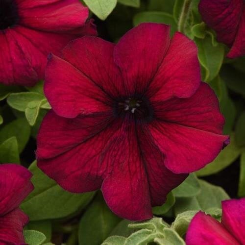 Семена цветов Петуния крупноцветковая SUPERCASCADE F1 BURGUNDY PanAmerican 10 шт. (BN10854-4)