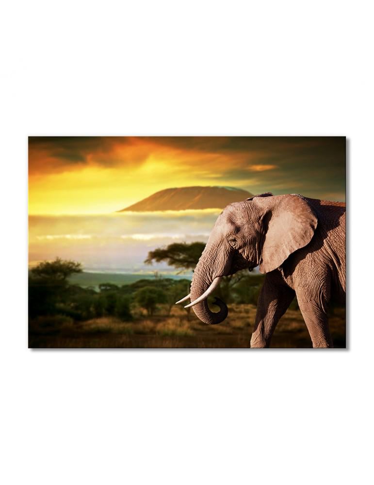 Картина модульная Слон на закате Южная Африка 1 модуль 70x105 см (Zhivotnye1811002)