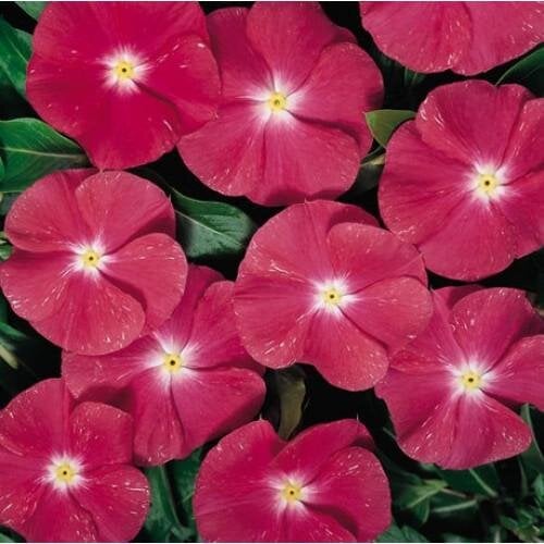 Семена цветов Катарантус Heatwave cherry Hem Genetics 250 шт. (BN09191-2)