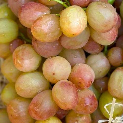 Саджанець Виноград Смішарики соковитий яскраво виражений мускат (71640)