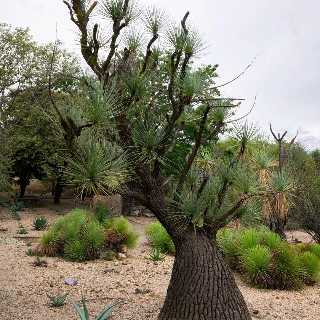 Насіння Ноліна витончена Beaucarnea gracilis 3 шт. (2178661805) - фото 4