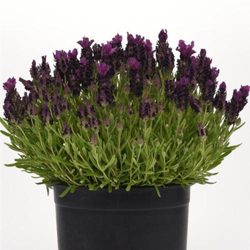 Семена цветов Лаванда BANDERA Deep Purple Kieft Seed 25 шт. (BN10171-4)