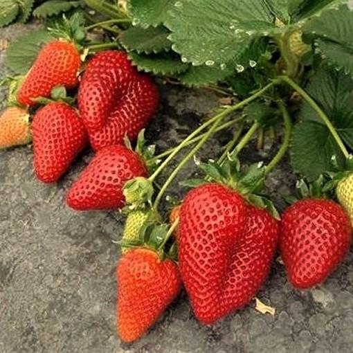 Саджанець полуниці Everly ремонтантна соковита (1756343661)