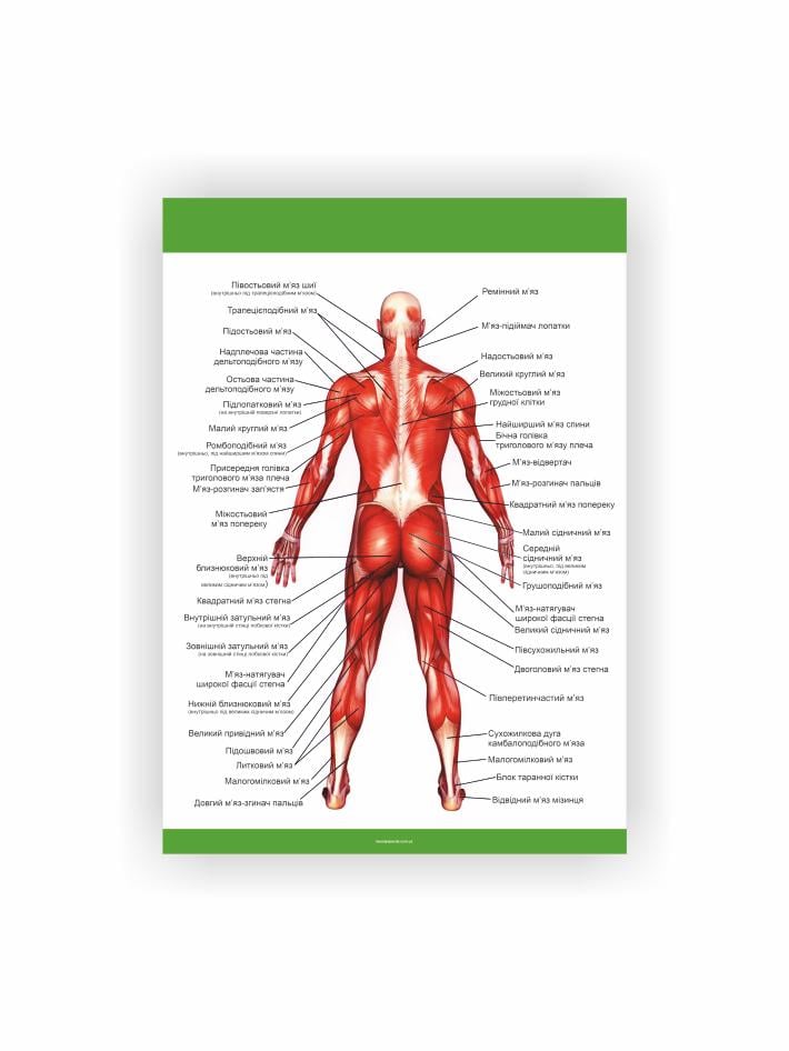 Плакат Vivay "Мышечная система вид сзади" 60х40 см (25790102)