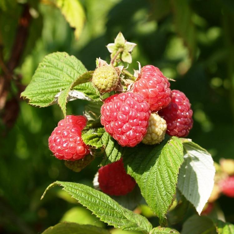Саженец летней малина Вольница средняя (1210155118)