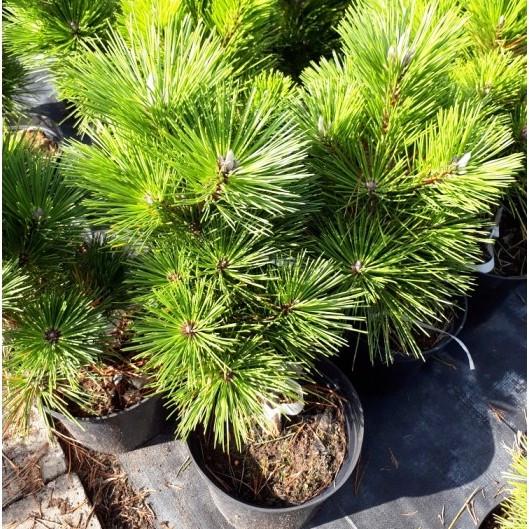 Саженец сосны Тунберга Pinus Thunbergii Р9 (1037267234) - фото 2 Саженец сосны Тунберга Pinus Thunbergii Р9 (1037267234) - фото 2