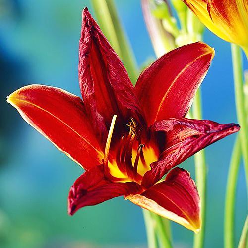 Лилейник Florium Black Prince (13515)