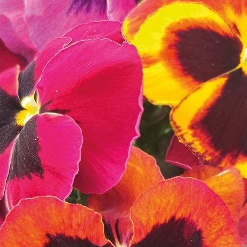 Насіння квітів Віола Cello Sangria Hem Genetics 50 шт. (BN13114-3)