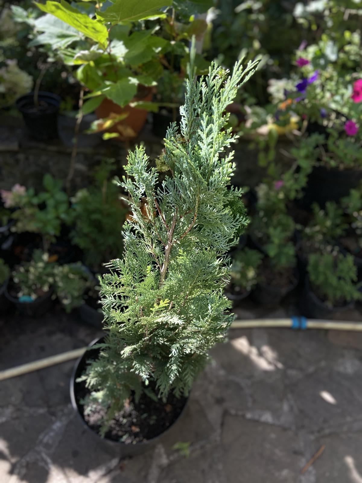 Хвойна рослина кипарисовик Лавсона С5 л 4-х років 1 м