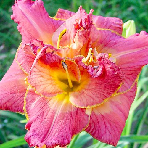 Лилейник Florium Diane Taylor (18161)