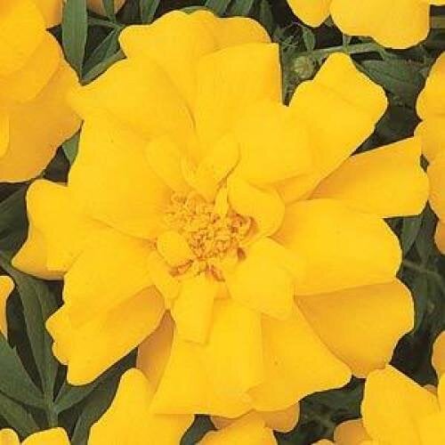Семена цветов PanAmerican Бархатцы отклонены DURANGO 50 шт. Yellow (BN02600-3)