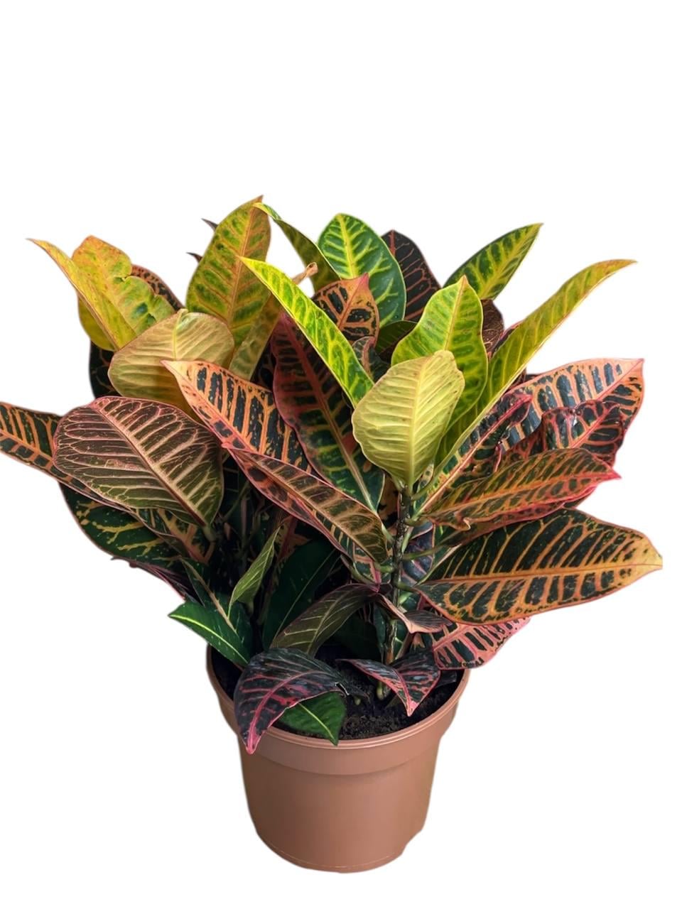 Кротон Петра 3-ка (32520689)