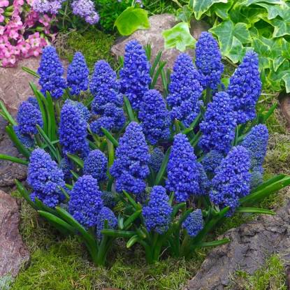 Лук декоративный Мускари Blue spike 5 шт.