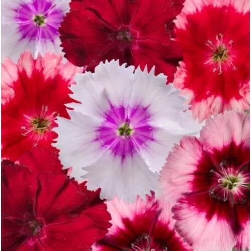 Семена цветов Гвоздика китайская Venti Parfait Mix Syngenta 50 шт. (BN13117-3)