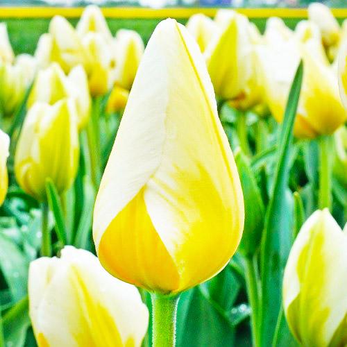 Тюльпан Florium Lemon Chiffon (16058)