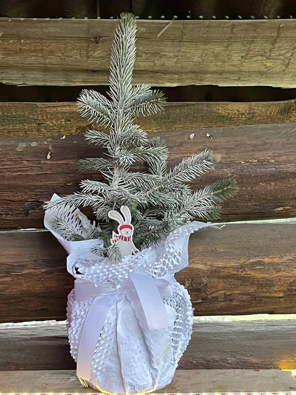 Елка голубая колючая Glauca в горшке (25089139)