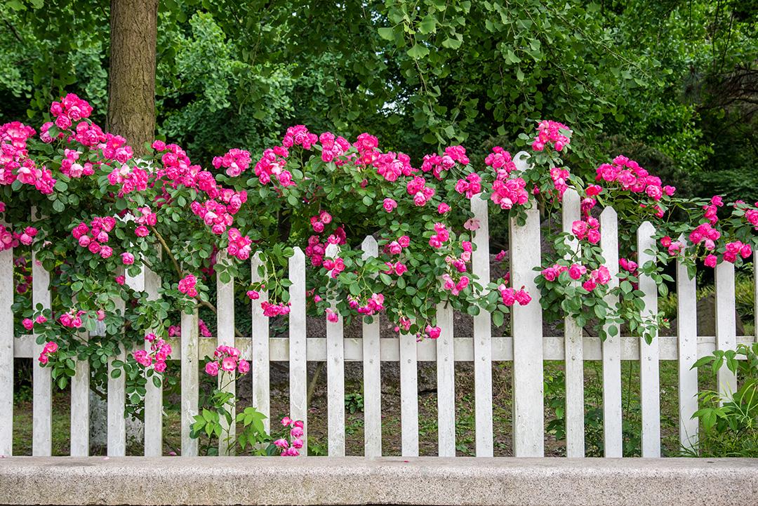 Фотосетка Розы на заборе 800733 3х1,8 м