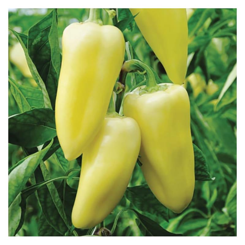 Насіння Перець Rijk Zwaan SNOWWHITE F1 100 шт. (2289895936)