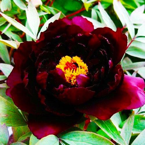 Пион Florium Японский Hatsugarasu Chu Wu древовидный  (2776)