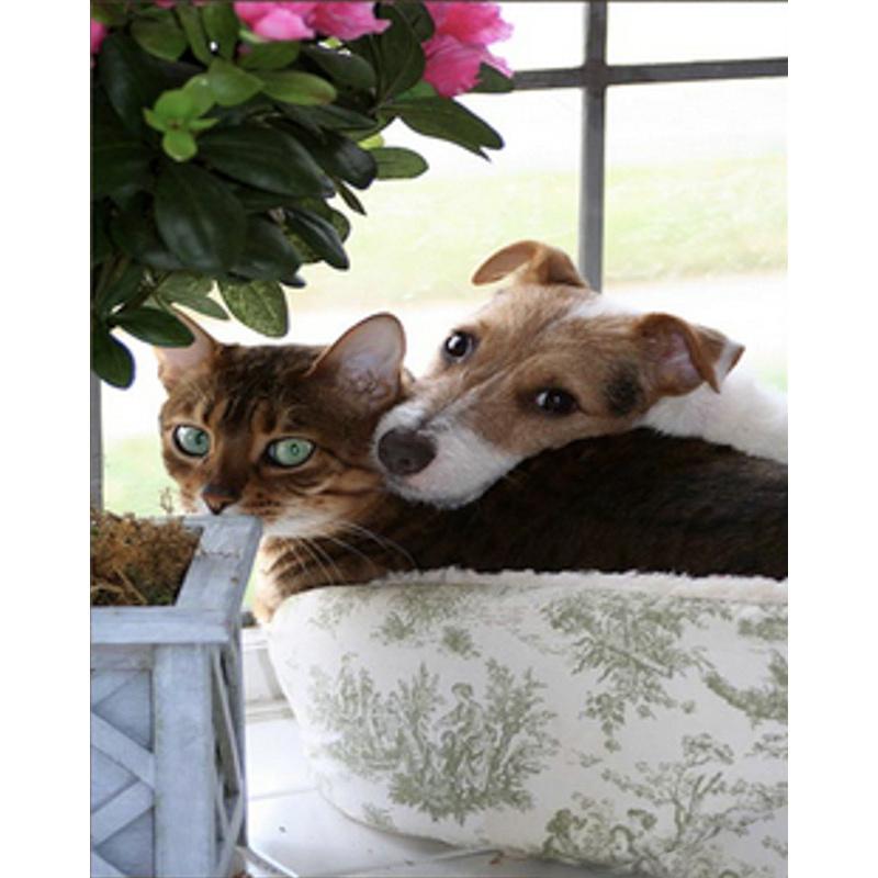 Алмазная мозаика на подрамнике Strateg Премиум Домашние животные 30x40 см (Str-HEG86065)