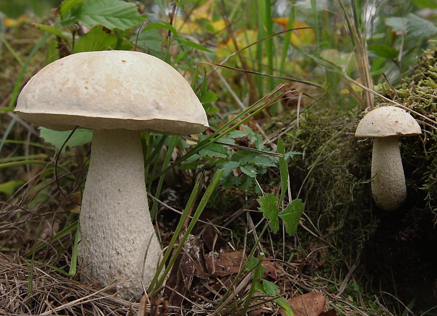 Міцелій Підберезовика болотного живий зерновий - фото 1