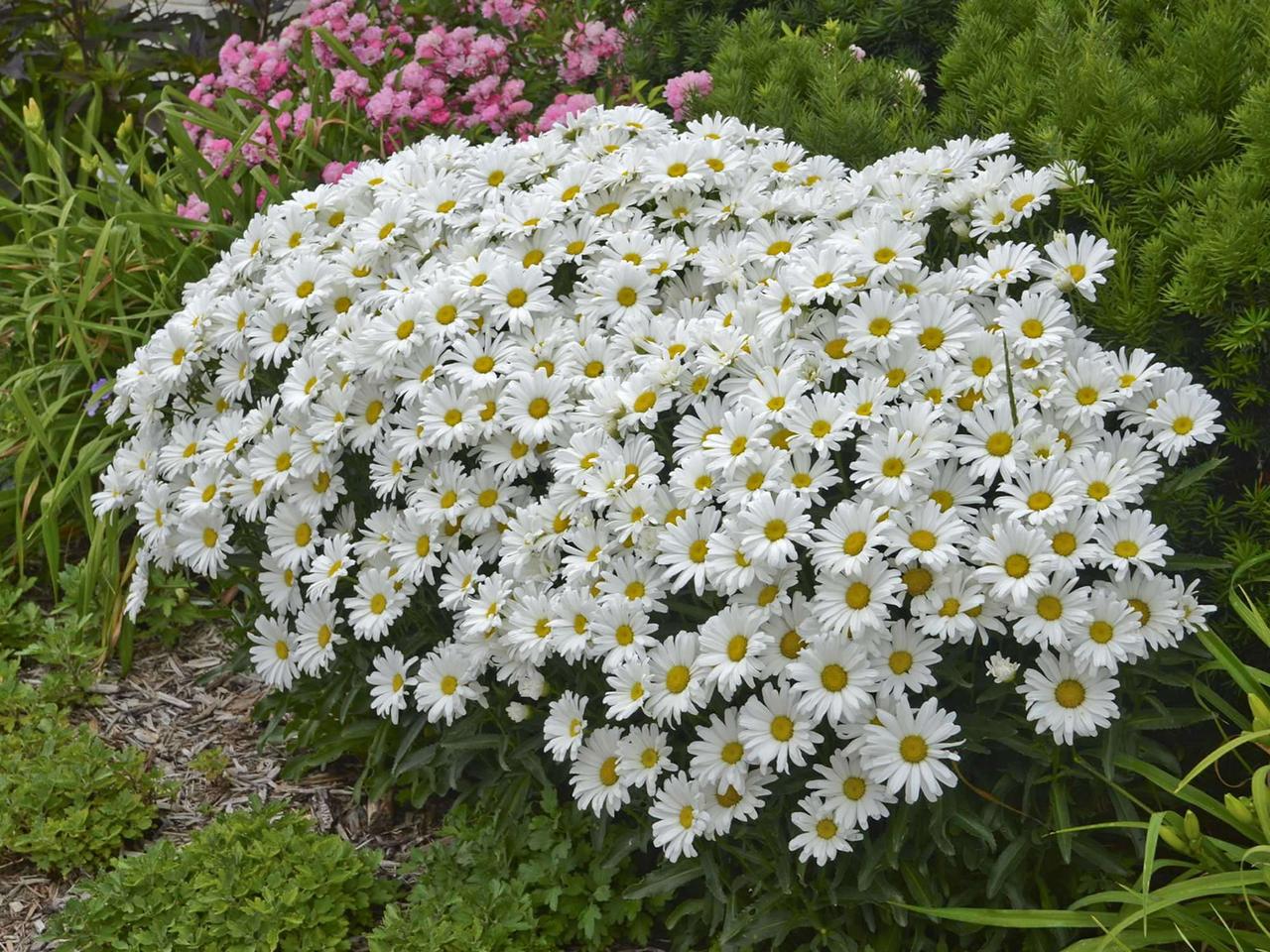 Насіння Королиця May Queen Leucanthemum vulgare 0,1 г/уп. - фото 2