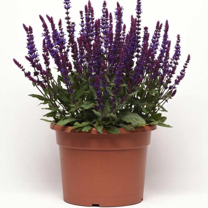 Семена цветов Syngenta Сальвия отличная Merleau Blue Compact 1000 шт. (BN04511)