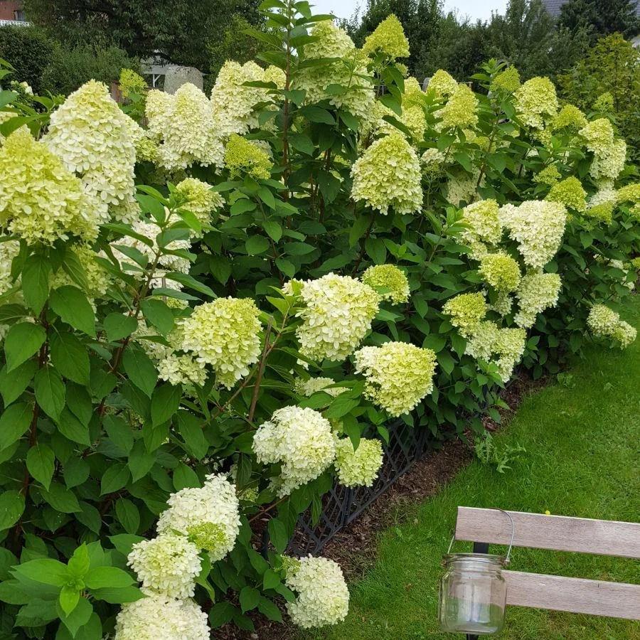 Саженец Гортензия метельчатая Лаймлайт Hydrangea paniculata Limelight Р9 (2-48) - фото 3 Саженец Гортензия метельчатая Лаймлайт Hydrangea paniculata Limelight Р9 (2-48) - фото 3
