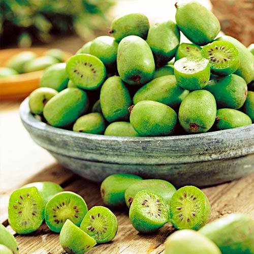 Актинидия Florium аргута Вити Киви самоопыляемая (18386)