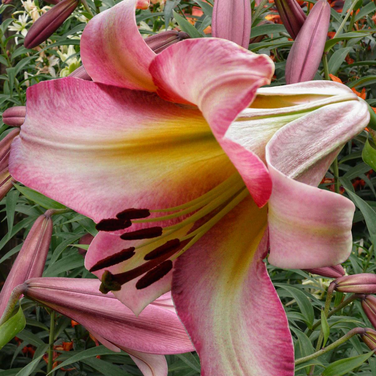 Луковицы цветов Лилия трубчатая Бейджинг Мун Beijing Moon 3 шт. (38287758)