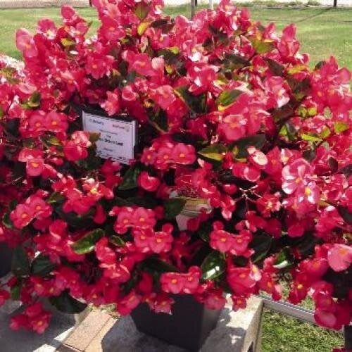 Семена цветов Бегония BIG Rose Green Leaf Benary 100 шт. (BN06085-2)