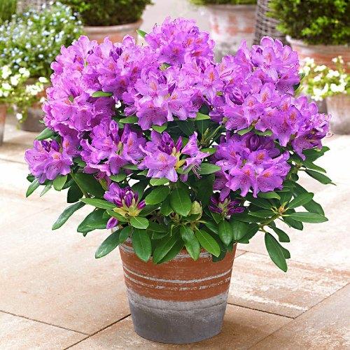 Рододендрон Florium Catawbiense Grandiflorum (7609)