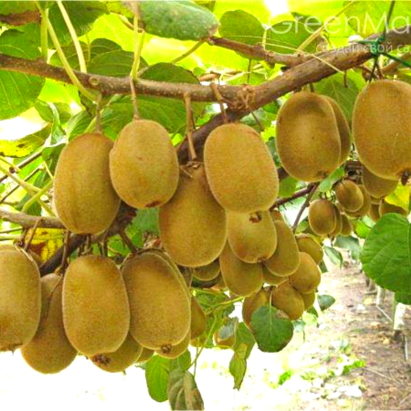 Саженец киви Крамер самоопыляющийся морозостойкий (1212695435) - фото 5