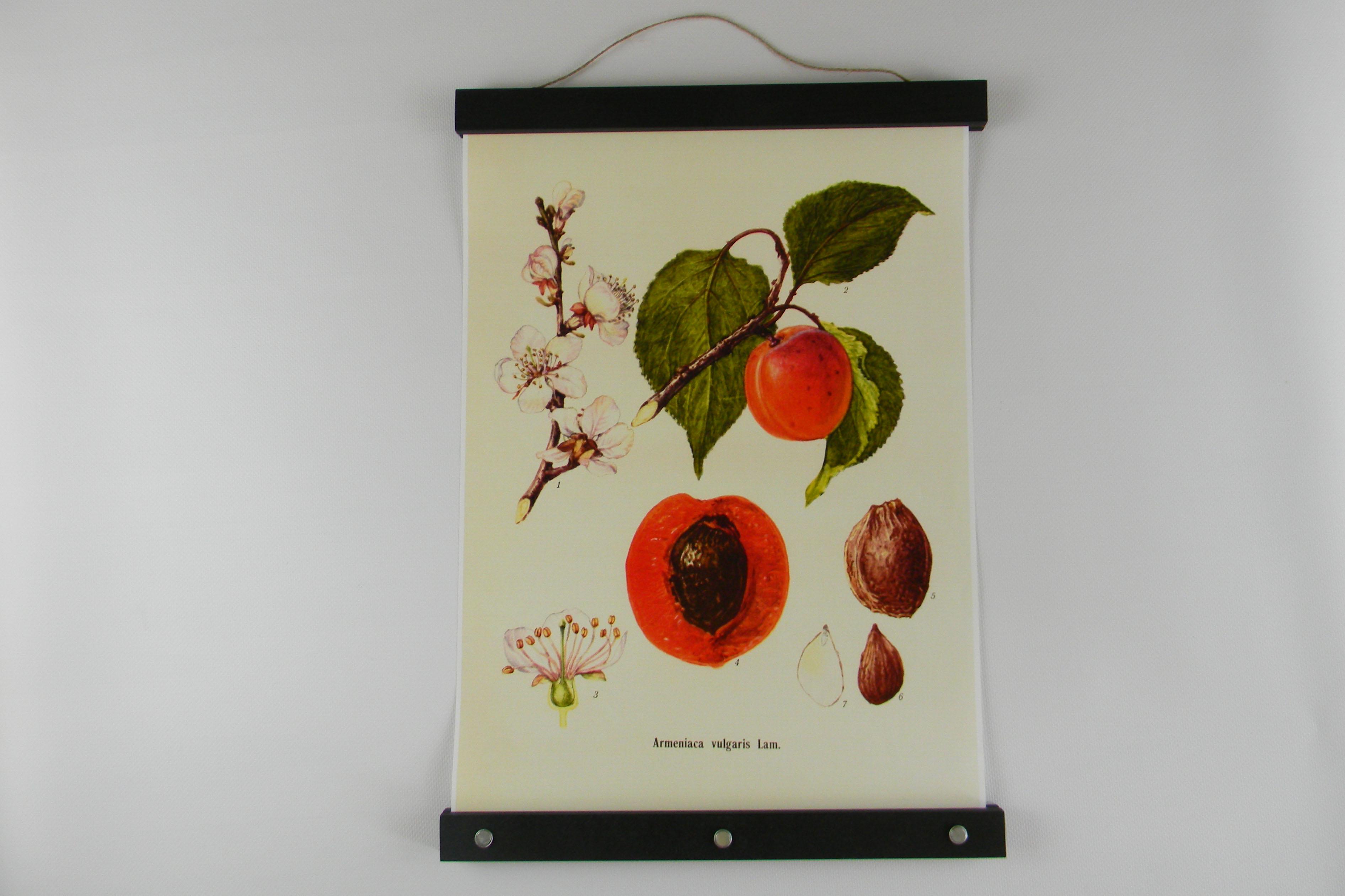 Дерев'яна фоторамка А3 бук Чорний матовий (0646ba68) Дерев'яна фоторамка А3 бук Чорний матовий (0646ba68)