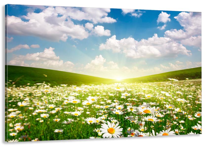 Картина на холсте в гостиную/спальню Поле ромашек 80х160 см (MLP_90)