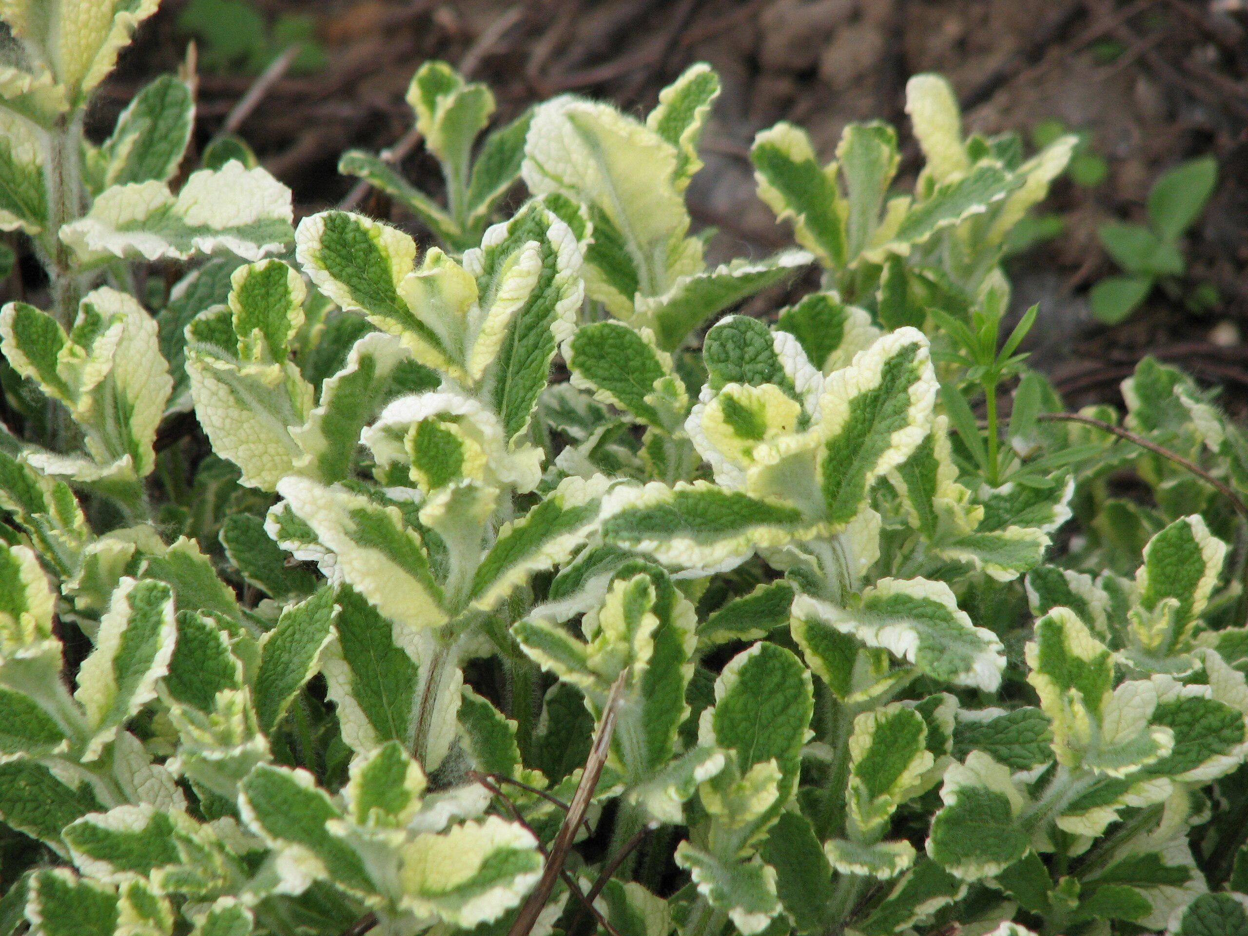 Саженец Мята душистая Вариегата Mentha suaveolens Variegata 3 шт.