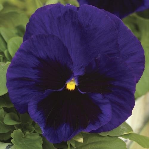 Семена цветов Виола Mammoth Deep Blue Dazzle Syngenta 25 шт. (BN03248-4)