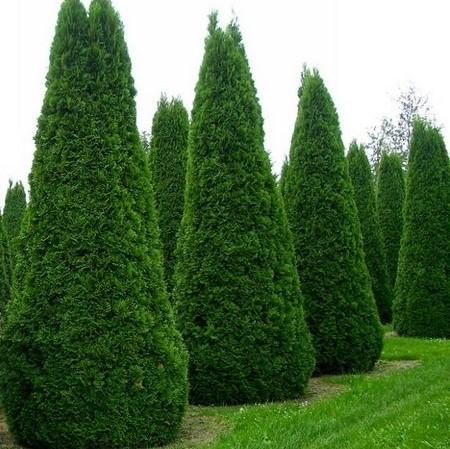 Саженец туи западной Thuja occidentalis Columbia Р9 (1043349595)