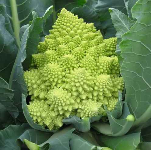 Семена Семена Капуста Цветная Вердоне Проф упаковка Enza ТД Гекса-Украина 01-10-097 1000шт (IR002731)