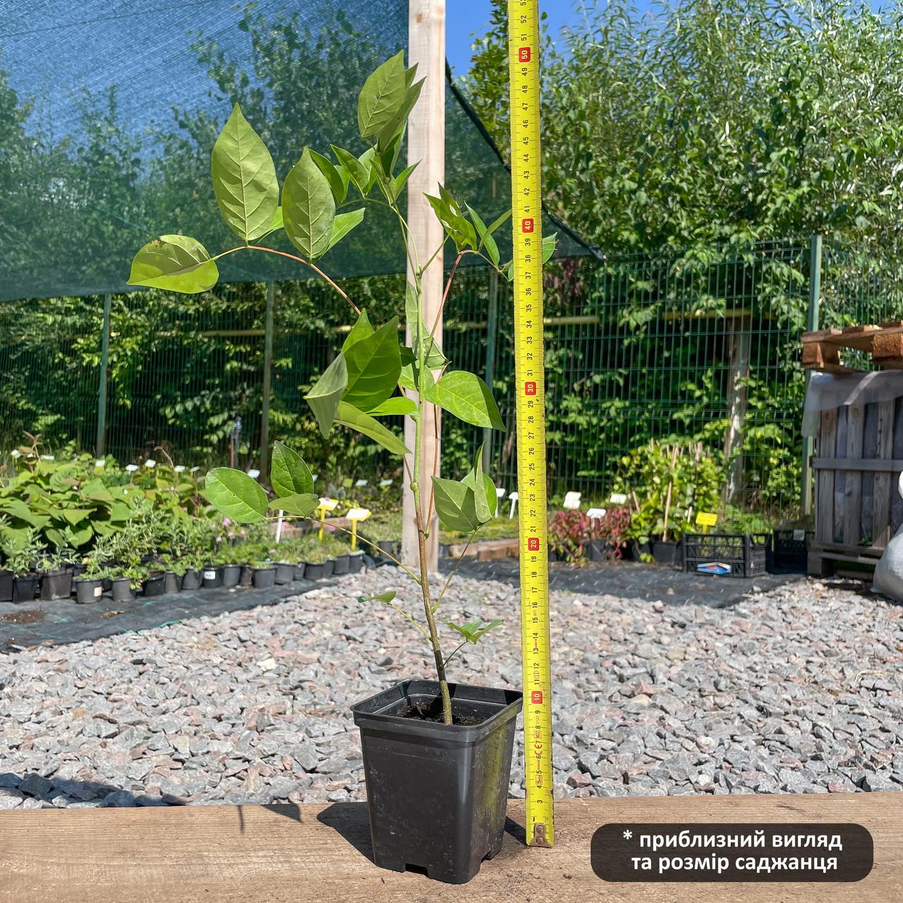 Саджанці гліцинії Аметист (1454130923) - фото 2 Саджанці гліцинії Аметист (1454130923) - фото 2