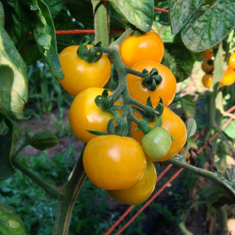 Насіння томату Оля F1 ранній 5 г (38340)